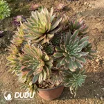 Aeonium Audrey Cluster - Image 2