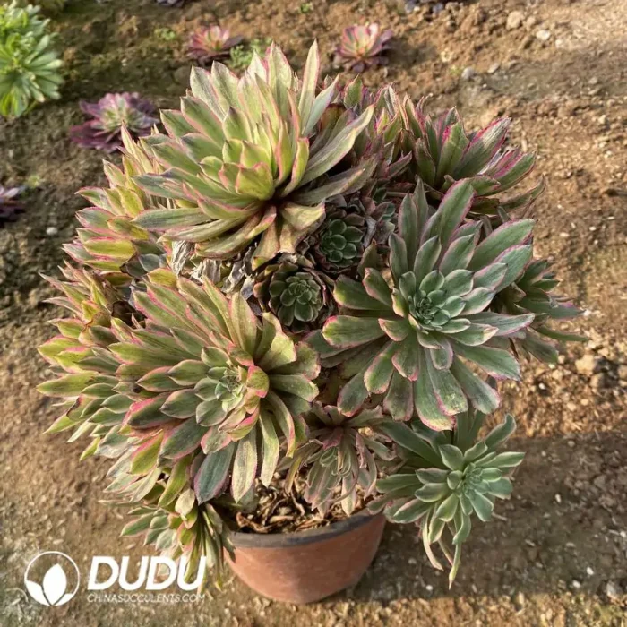 Aeonium Audrey Cluster - Image 2