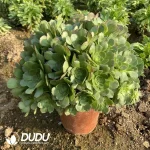 Aeonium Halloween Cluster - Image 2