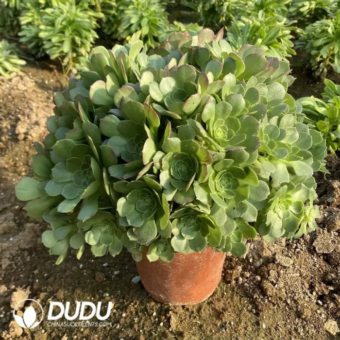 Aeonium Halloween Cluster - Image 2