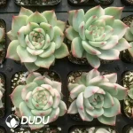 Echeveria Chihuahuaensis Particial Variegated - Image 2