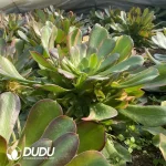 Aeonium Blushing Beauty Colorful - Image 2