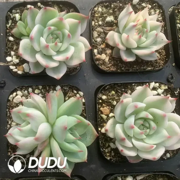 Echeveria Chihuahuaensis Marginata Variegated - Image 2