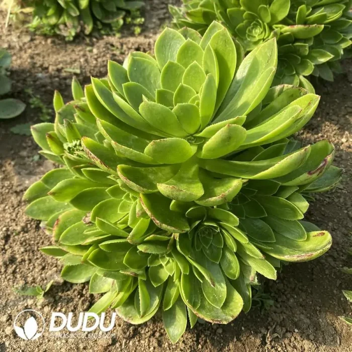 Aeonium Green Goblin Clustering - Image 2