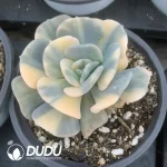 Echeveria Exotic Variegated - Image 2