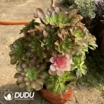 Aeonium Shaohua Clustering - Image 2