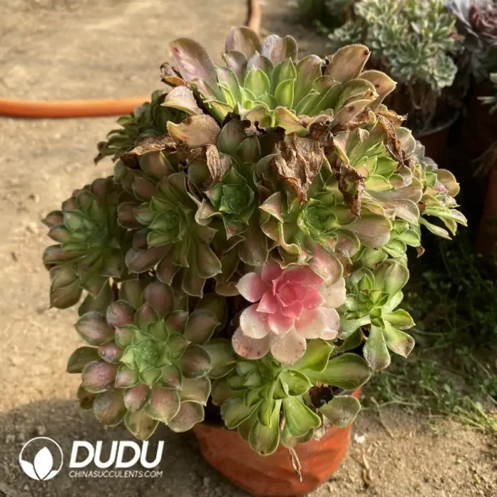 Aeonium Shaohua Clustering - Image 2