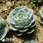 Echeveria Jade Butterfly - Image 2