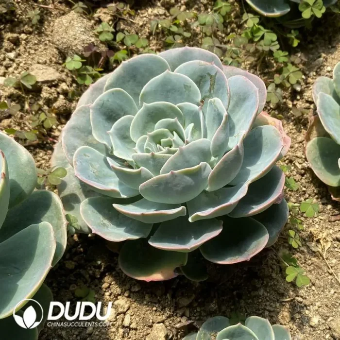 Echeveria Jade Butterfly - Image 2