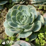 Echeveria Jade Butterfly - Image 2