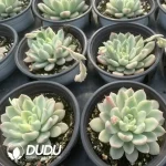 Echeveria Midas Variegated - Image 2