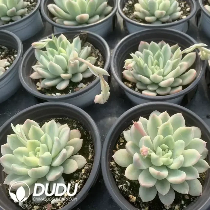 Echeveria Midas Variegated - Image 2