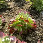 Aeonium Jade Linglong Cristata - Image 2