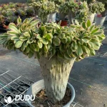 Aeonium Undulatum var. Cristata-11 - Image 3