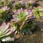 Aeonium Huayao Clustering - Image 3