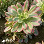 Aeonium Pink Lady Cluster - Image 3