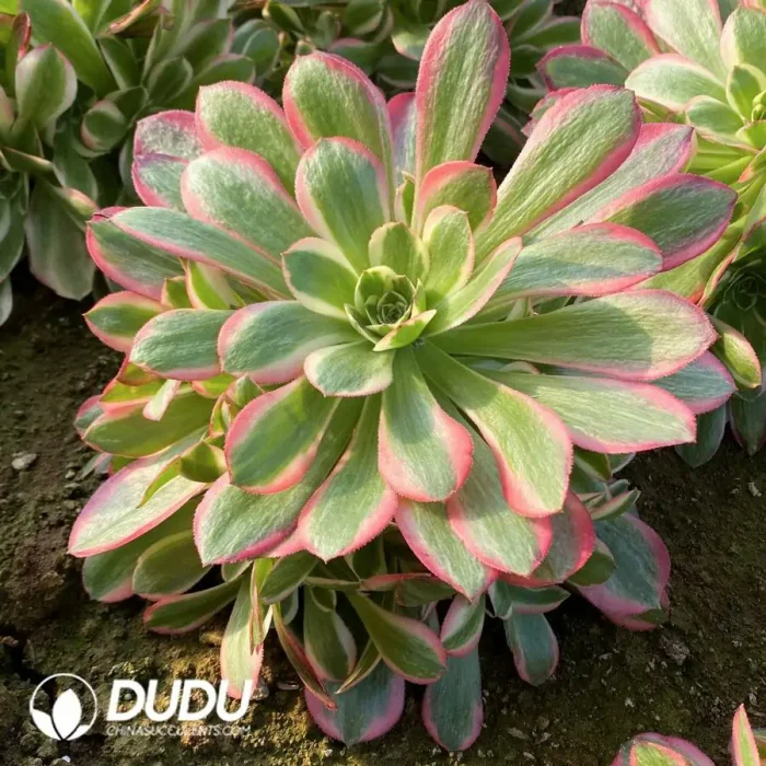 Aeonium Pink Lady Cluster - Image 3