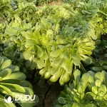 Aeonium Green Cashmere Cristata - Image 3