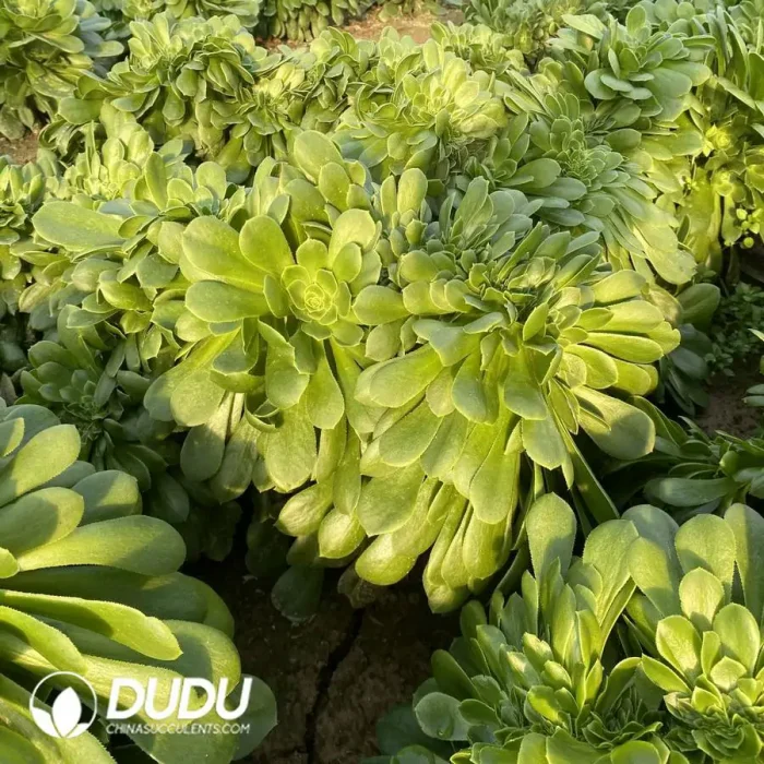 Aeonium Green Cashmere Cristata - Image 3