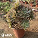 Aeonium Audrey Cluster - Image 3