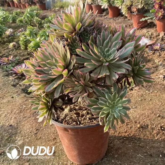 Aeonium Audrey Cluster - Image 3