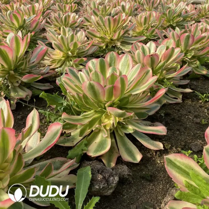 Aeonium Red sleeves Clustering - Image 3