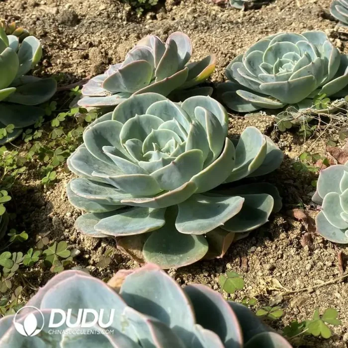 Echeveria Jade Butterfly - Image 3