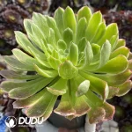 Aeonium Golden Phoebe - Image 3
