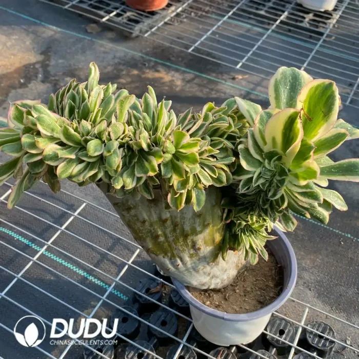 Aeonium Undulatum var. Cristata-15 - Image 3