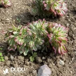 Aeonium Qingcheng Cristata - Image 3