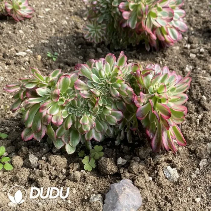 Aeonium Qingcheng Cristata - Image 3