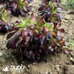 Aeonium Huana Cristata - Image 3