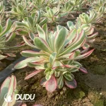 Aeonium Voodoo Variegated Clustering - Image 3