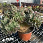 Aeonium Godness Cristata-3 - Image 3