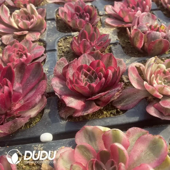 Aeonium Dragon Fruit - Image 3