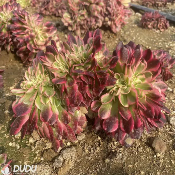 Aeonium Red Qingcheng Cristate - Image 3