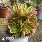 Aeonium Medusa Mutation Clustering - Image 3