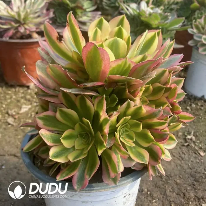 Aeonium Medusa Mutation Clustering - Image 3