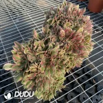 Aeonium Godness Cristata-5 - Image 3