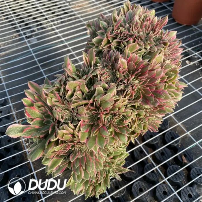 Aeonium Godness Cristata-5 - Image 3