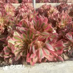 Aeonium Pink Witch Clustering - Image 3