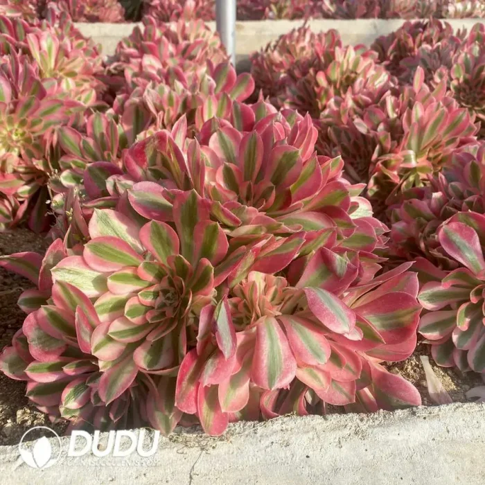 Aeonium Pink Witch Clustering - Image 3