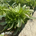 Aeonium Green Huansha Clustering - Image 3