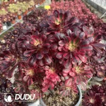 Aeonium Chanel Clustering - Image 3