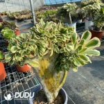 Aeonium Undulatum Cristata NO.3 - Image 3