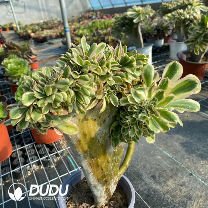 Aeonium Undulatum Cristata NO.3 - Image 3