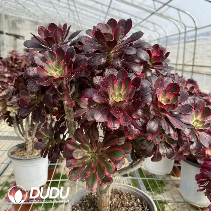 Aeonium Lina Clustering - Image 3