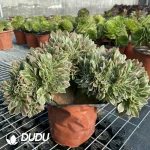 Aeonium Godness Cristata-7 - Image 3