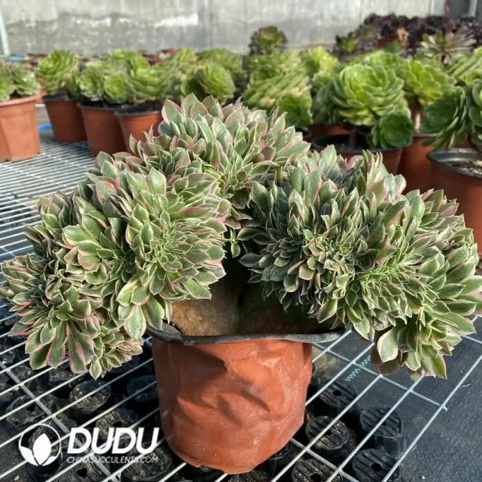 Aeonium Godness Cristata-7 - Image 3