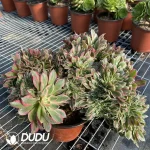 Aeonium Godness Cristata-8 - Image 3